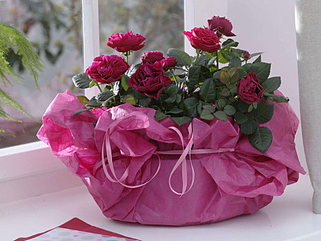 红玫瑰,粉色,纸巾,礼物