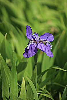 鸢尾花