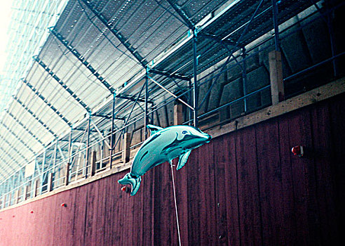 海豚,气球,线
