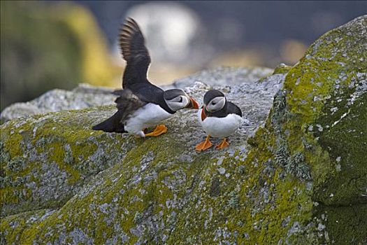 大西洋角嘴海雀,北极,进入,降落,岛屿,挪威,斯堪的纳维亚,欧洲