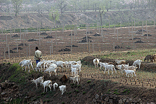 羊群,放牧,牲畜,山羊,动物,田野,0009