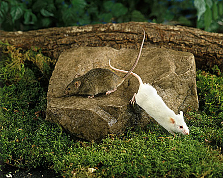 家鼠,白鼠,小鼠,成年,站立,石头
