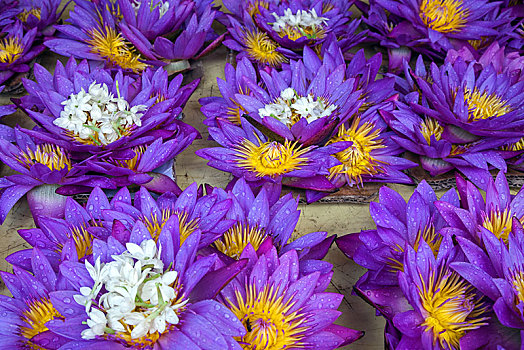 蓝色,荷花,睡莲属植物,出售,供品,康提,中央省,斯里兰卡,亚洲