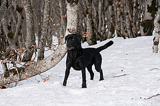 黑色拉布拉多犬,玩雪