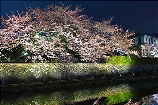 樱花,树,京都,夜晚