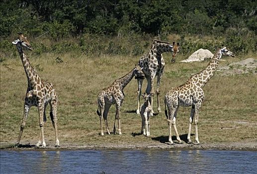 长颈鹿,水潭,万基国家公园,津巴布韦,非洲
