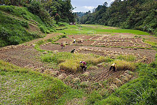 收获,稻米,靠近,人工,分隔,稻谷,空,苏门答腊岛,印度尼西亚