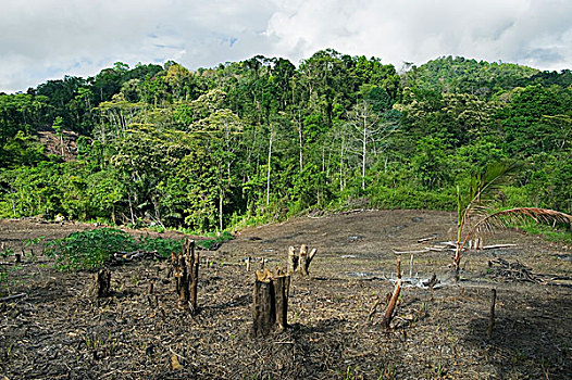 雨林,中心,苏拉威西岛,印度尼西亚