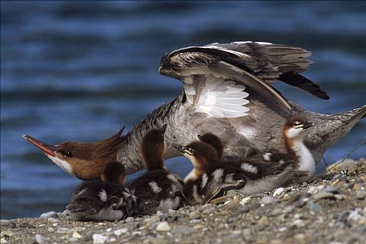 普通,普通秋沙鸭,雌性,小鸭子,岸边,夏天,卡特麦国家公园,阿拉斯加