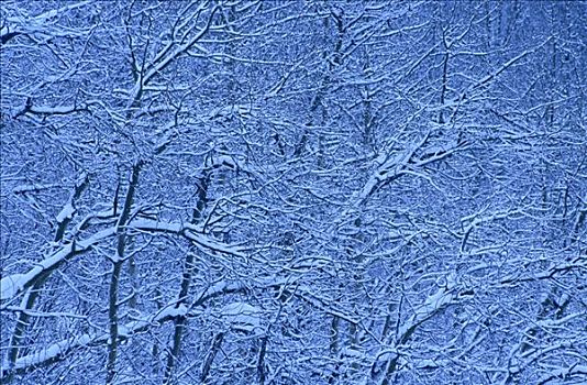 树,积雪,班芙国家公园,艾伯塔省,加拿大