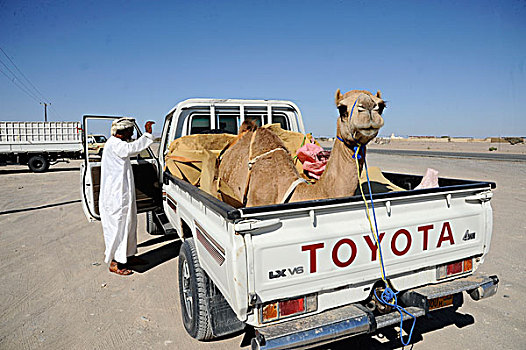 阿曼苏丹国,一个,男人,骆驼,丰田,挑选,向上