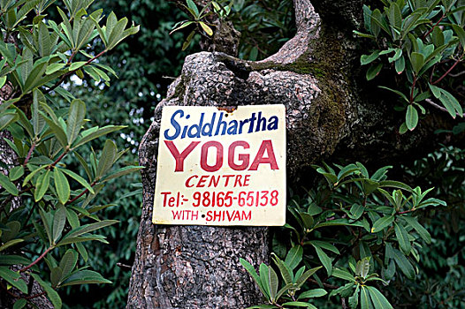 标识,树,瑜珈,中心,达兰萨拉,坎格拉,地区,喜马偕尔邦,印度,南亚