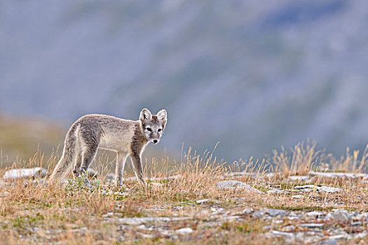 北极狐,狐属,幼兽,国家公园,挪威,欧洲