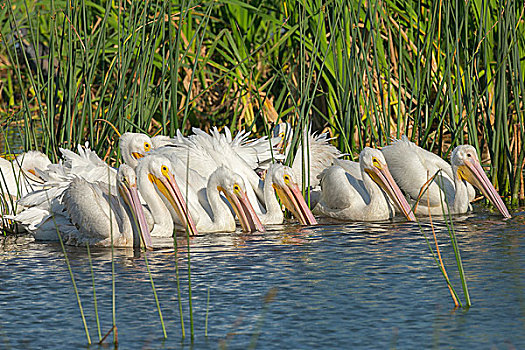 成群,白色,鹈鹕,排列,开端,美洲白鹈鹕,湿地,佛罗里达,美国