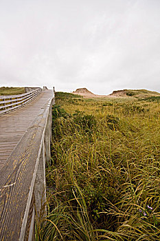 沙丘,小路,木板路,爱德华王子岛,国家公园,北岸,加拿大