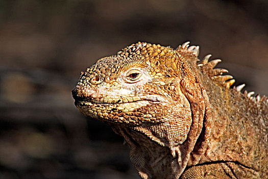 加拉帕戈斯,陆地,鬣蜥蜴,成年,头像,加拉帕戈斯群岛,太平洋