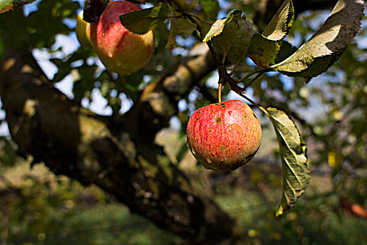 苹果园,上萨瓦,法国