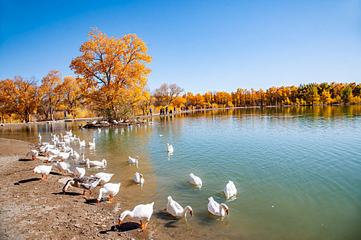 金塔沙漠胡杨林景区金塔湖边的一群白鹅