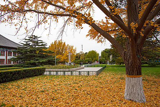 北京大学景色