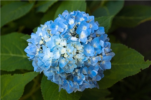 漂亮,蓝色,绣球花