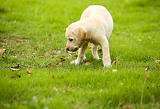 草坪上的拉不拉多幼犬