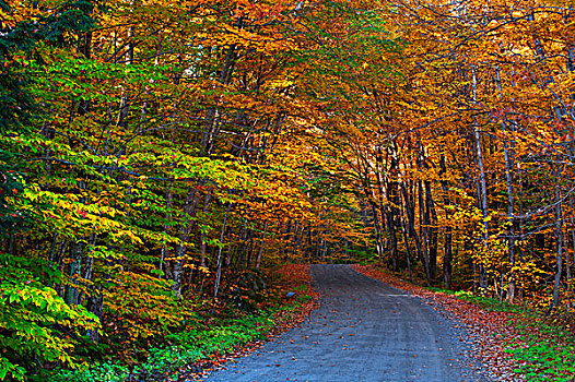 道路,秋天,色彩,树,西部,魁北克,加拿大