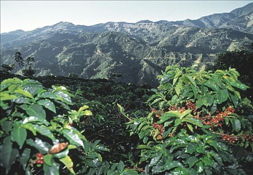 咖啡豆,植物,种植园,背景