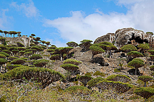树,石头,索科特拉岛,也门,中亚