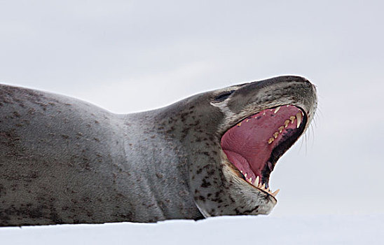 海豹,南极