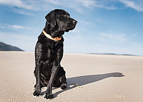 黑色拉布拉多犬,狗,海滩,安达卢西亚,西班牙