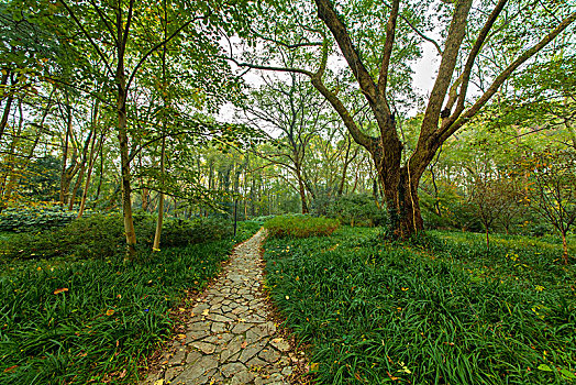 南京中山植物园景观