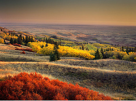 秋天,黎明,柏树山省立公园,艾伯塔省,加拿大