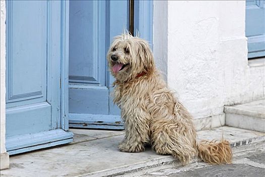 狗,房门,米克诺斯岛,希腊