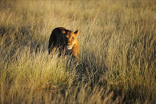 雌狮,狮子,萨布鲁国家公园,肯尼亚,东非,非洲