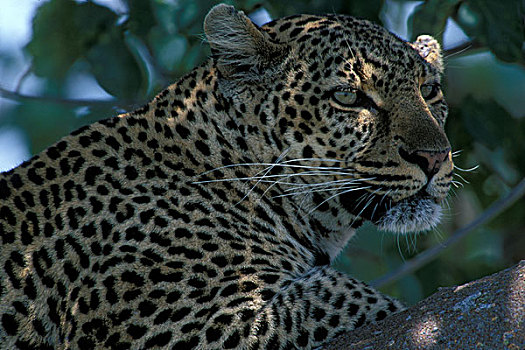 非洲,肯尼亚,马塞马拉野生动物保护区,头像,豹,休息,树上,枝条,河