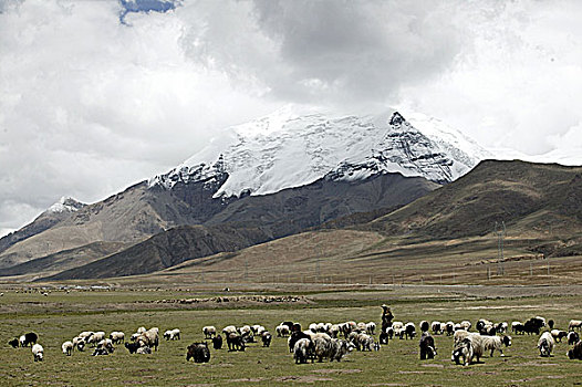 西藏牧羊