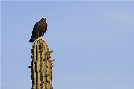 老鹰,栗翅鹰,仙人掌,埃尔比斯开诺生物圈保护区,墨西哥