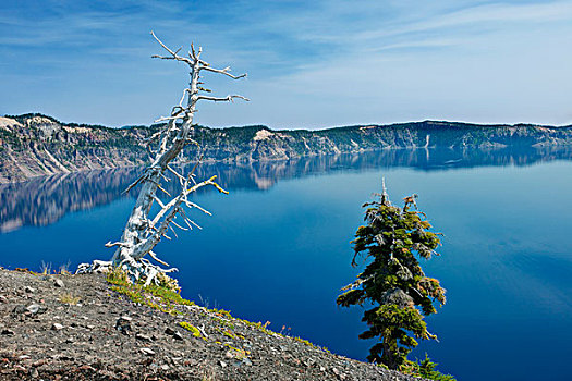 美国,俄勒冈,火山湖国家公园,松树,巫师岛,大幅,尺寸