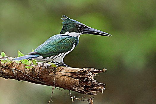 亚马逊河,翠鸟,栖息,枝条,靠近,河,亚马逊地区,厄瓜多尔