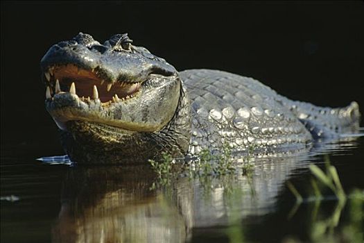 宽吻鳄,休息,浅水,开着,颚部,潘塔纳尔生态系统,巴西