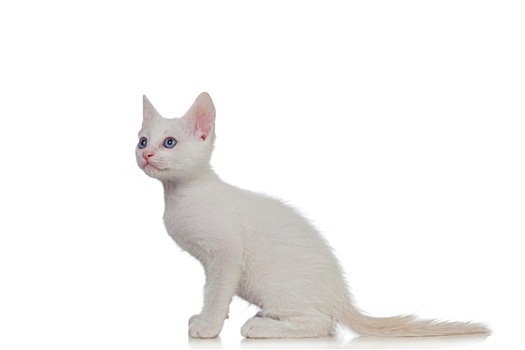 可爱,白色,小猫,蓝眼睛