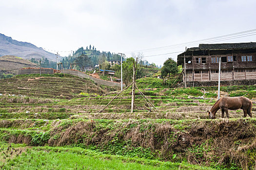 马,梯田,房子