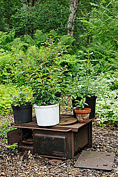 盆栽,炊具,花园
