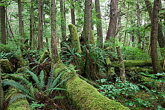 温带雨林,温哥华岛,靠近,岬角,省立公园,加拿大