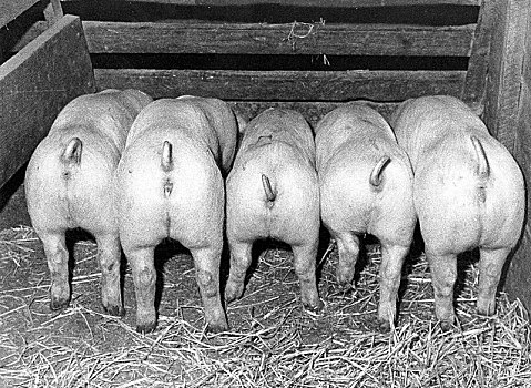 五个,猪,吃,后视图,70年代,精准,地点,未知,德国,欧洲