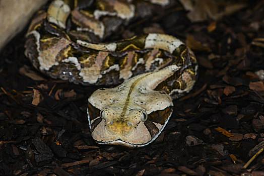 加蓬,毒蛇
