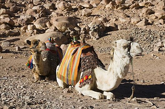 骆驼,西奈,埃及