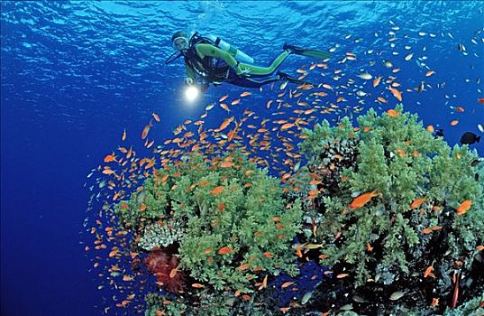 潜水者,珊瑚礁,岛屿,红海,埃及,非洲