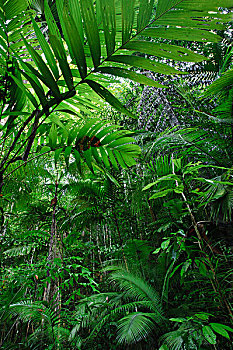 低地,雨林,室内,品种,植物,岛屿,北方,印度尼西亚