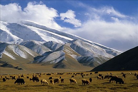 中国,新疆,山峦,绵羊